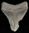 Bargain Megalodon Tooth - South Carolina #47231-1